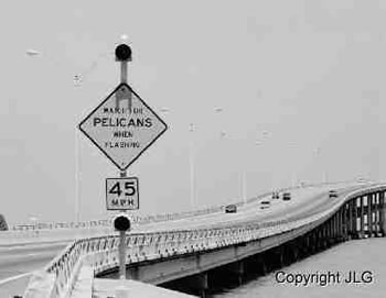Pelican Bridge - Port Isabel, TX