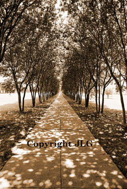 Tree Arched Path - Louisiana State University, Shreveport, LA