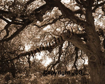 Knotty Oak (Sepia)