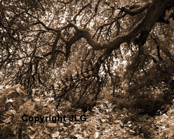 Lightning Bolts - San Saba,TX