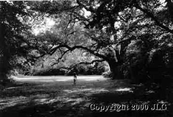 A Tree of Life - Weatherford, TX