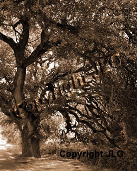 Wedding Oak (sepia)