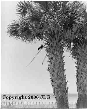 Bird in Tree - South Padre Island, TX