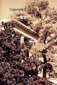 Closeup of Morrill Hall through Trees