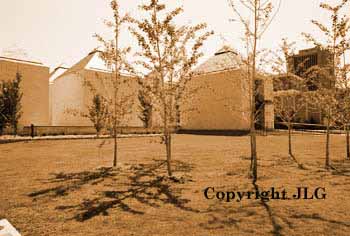 Fine Art Center Trees