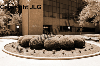 Wayne Curtis Memorial Garden 