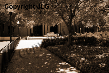 Footbridge in the Arboretum 