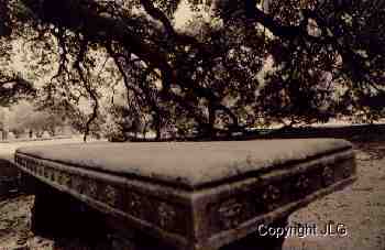 Century Tree Bench 