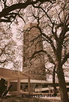 Clock Tower Thru Trees