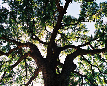 I See You - Krause Springs, Spicewood, TX