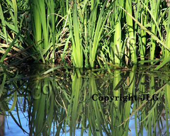 Spring Reflection 
