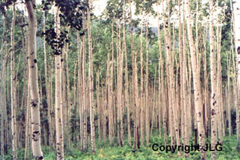 Colorado Aspens - Aspen, CO