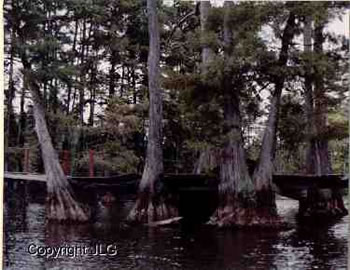 Cypress Bridge - Caddo Lake, Oil City, LA