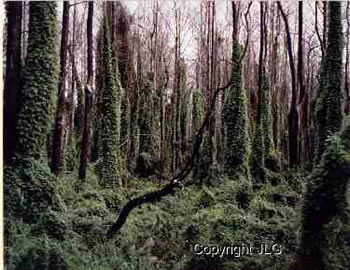 Cypress Swamp - South Florida