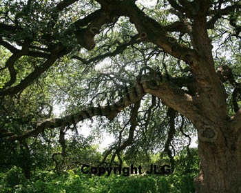 Knotty Oak