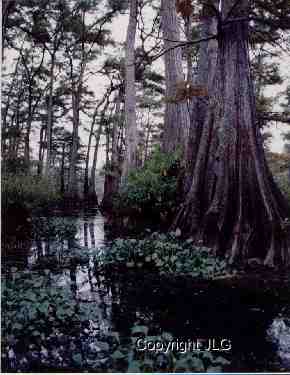 Quiet Waters - Caddo Lake, Oil City, LA