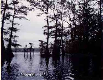 Swamp Oil - Caddo Lake, Oil City, LA