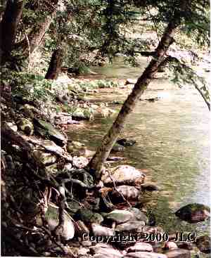 Tree on Stream - Upstate, NY
