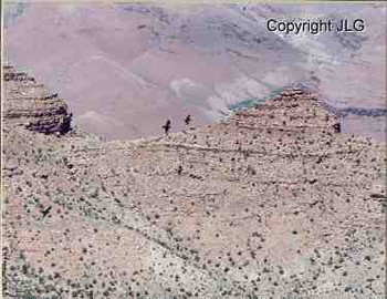 Grand Canyon Condors - Grand Canyon, AZ