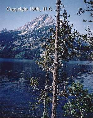 Older And Wiser - Grand Teton National Park, WY