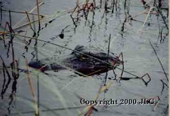 Alligator in Everglades - Everglades N.P., FL