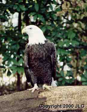 Bald Eagle - Symbol of our Country