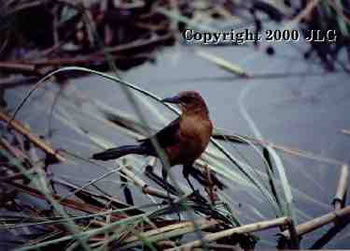 Bird in Everglades - Everglades N.P., FL