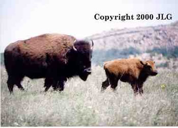 Bison Family - Lawton, OK