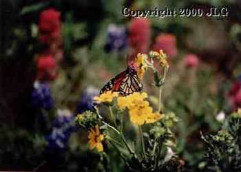 Butterfly in Wildflowers - Ennis, TX