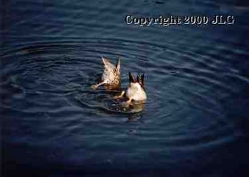 Duck Butts - Boynton Beach, FL