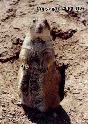 Prairie Dog - Lubbock, TX