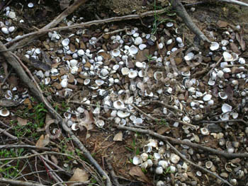 Shells - Lake Bob Sandlin, TX